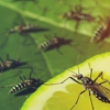 Eco Systems Pest Management gallery