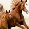 El Herradero Horse Feed gallery