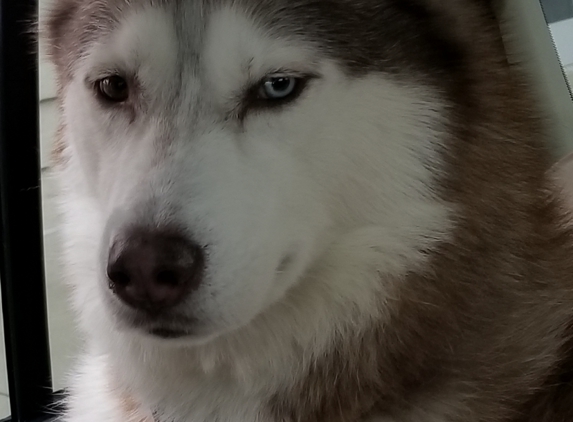 Downriver Grooming Company - Wyandotte, MI. This is my Siberian Husky and she gets groomed at All Petz