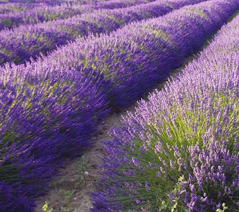 San Diego Essential Oils - Carlsbad, CA