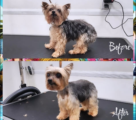 Boujee Mobile Pet Grooming - Hialeah, FL