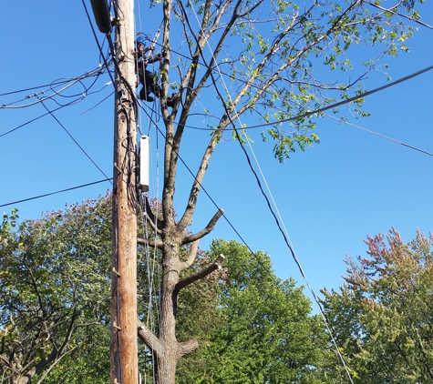 Tru-Cut Tree Service - Kokomo, IN