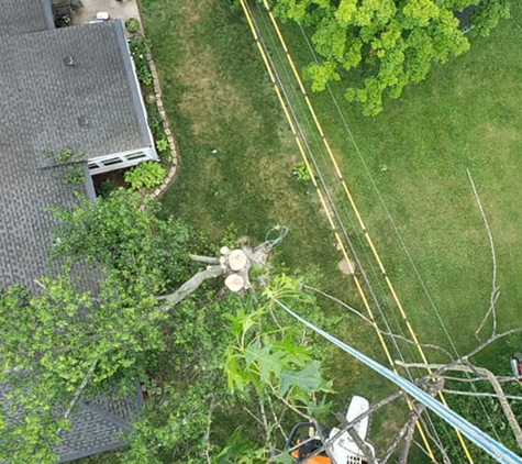 iClimb Tree Service