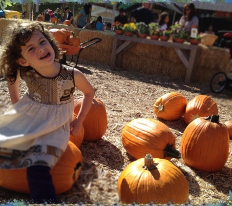 Clayton Valley Pumpkin Farm & Christmas Trees - Clayton, CA