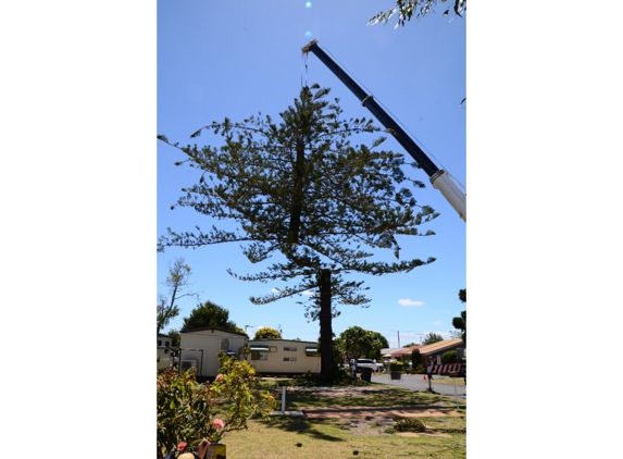 Treebiz Tree Services - Harlaxton, QLD