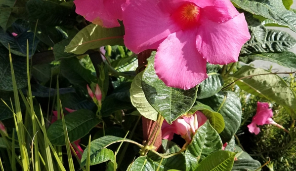 Cavicchio Greenhouses Inc - Sudbury, MA