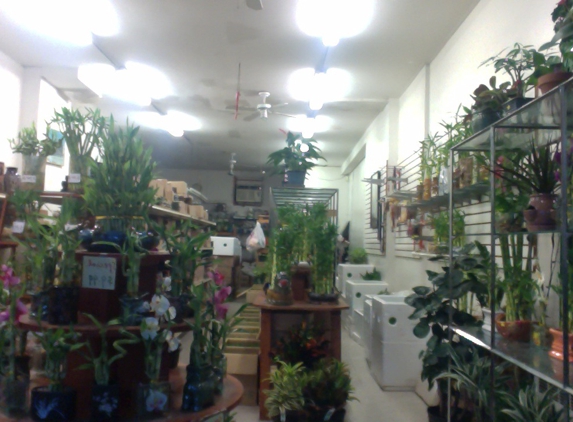 Jackie's Bonsai & Supplies - College Point, NY