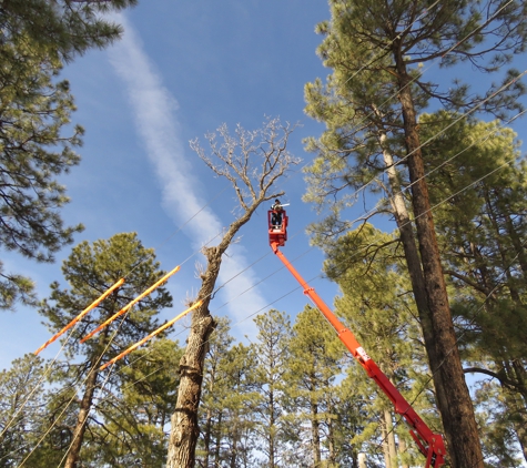 Browns Tree Service - Lakeside, AZ. Bill getting ready to fell a 60 ft oak next to NEC wires and my house.