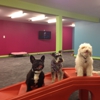 Noah's Pet Hotel and Spa gallery