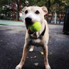 Swifto Dog Walking Gramercy Park gallery