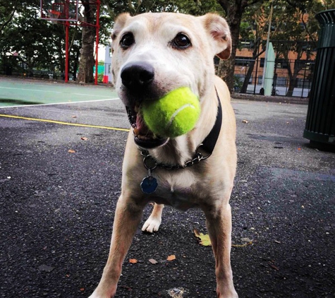 Swifto Dog Walking Lower Manhattan - New York, NY