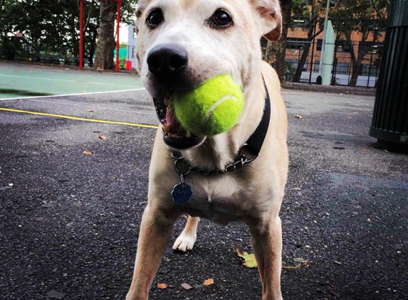 Swifto Dog Walking Gramercy Park - New York, NY