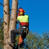 All American Tree Services gallery