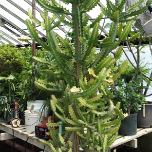 Oakdale Greenhouses, LLC - Charlotte, NC. Big Cactus