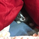 Kitten Division - Animal Shelters