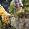 Nature Tree Service gallery
