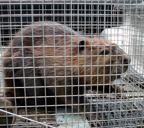 Trapper Ran Nuisance Wildlife - Poulsbo, WA