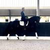 Dressage Stable VDB gallery
