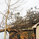 Toms River Tree Care - Tree Service