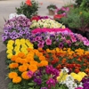 All Seasons Flowers and Produce gallery