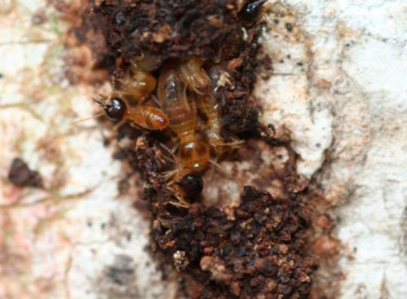 Rockingham Pest Control - Waikiki, WA