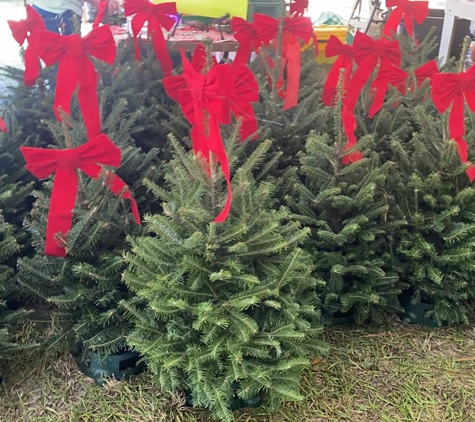 Northstar Wisconsin Christmas Trees - Clearwater, FL