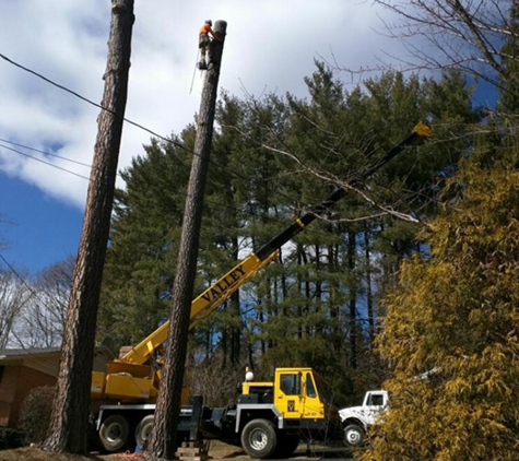 Staunton Tree Service Inc