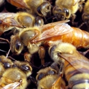 Essential Honey Bees  L.L.C. - Beekeeping & Supplies