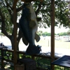 Lightsey's Seafood Restaurant gallery