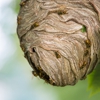 Sure Thing Pest Control gallery