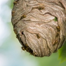 Sure Thing Pest Control - Pest Control Equipment & Supplies