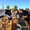 Wine Country Trails by Horseback gallery