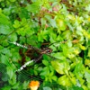 B's Pest Control Inc gallery