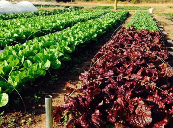 GoldBranch Farm - Deatsville, AL