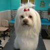 Polly's Pet Grooming gallery