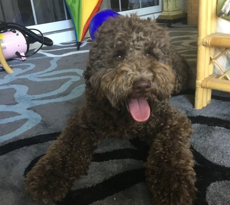 Sunrise Australian Labradoodle - Anthony, FL. Playful Stella