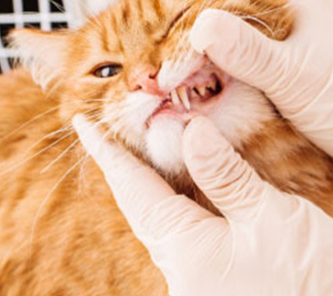 Melton Veterinary Clinic - Melton, VIC