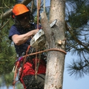 Zamora Tree Sevice - Home Improvements