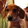 Petsense by Tractor Supply gallery