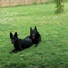 Vonissk German Shepherd Dogs