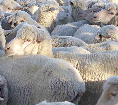 LMB Livestock Pty Ltd - Hamilton, VIC