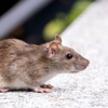 Delta Termite & Pest Control, Inc. gallery
