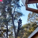 Martin's Tree Service - Tree Service