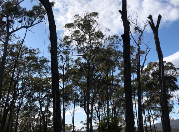 Dynamic Tree Works