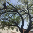 Tarzan Tree Removal - Arborists