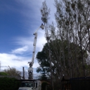 Cottonwood Tree Service - Arborists