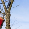 M Brennan Tree Service gallery