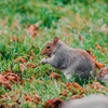 Action Critter Removal gallery