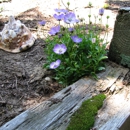Bohemian Rose Designs - Landscape Designers & Consultants