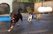 Country Kennels - Dog Day Care